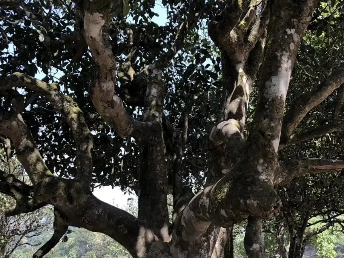 Хе Кай Гу Шу, 2017 год