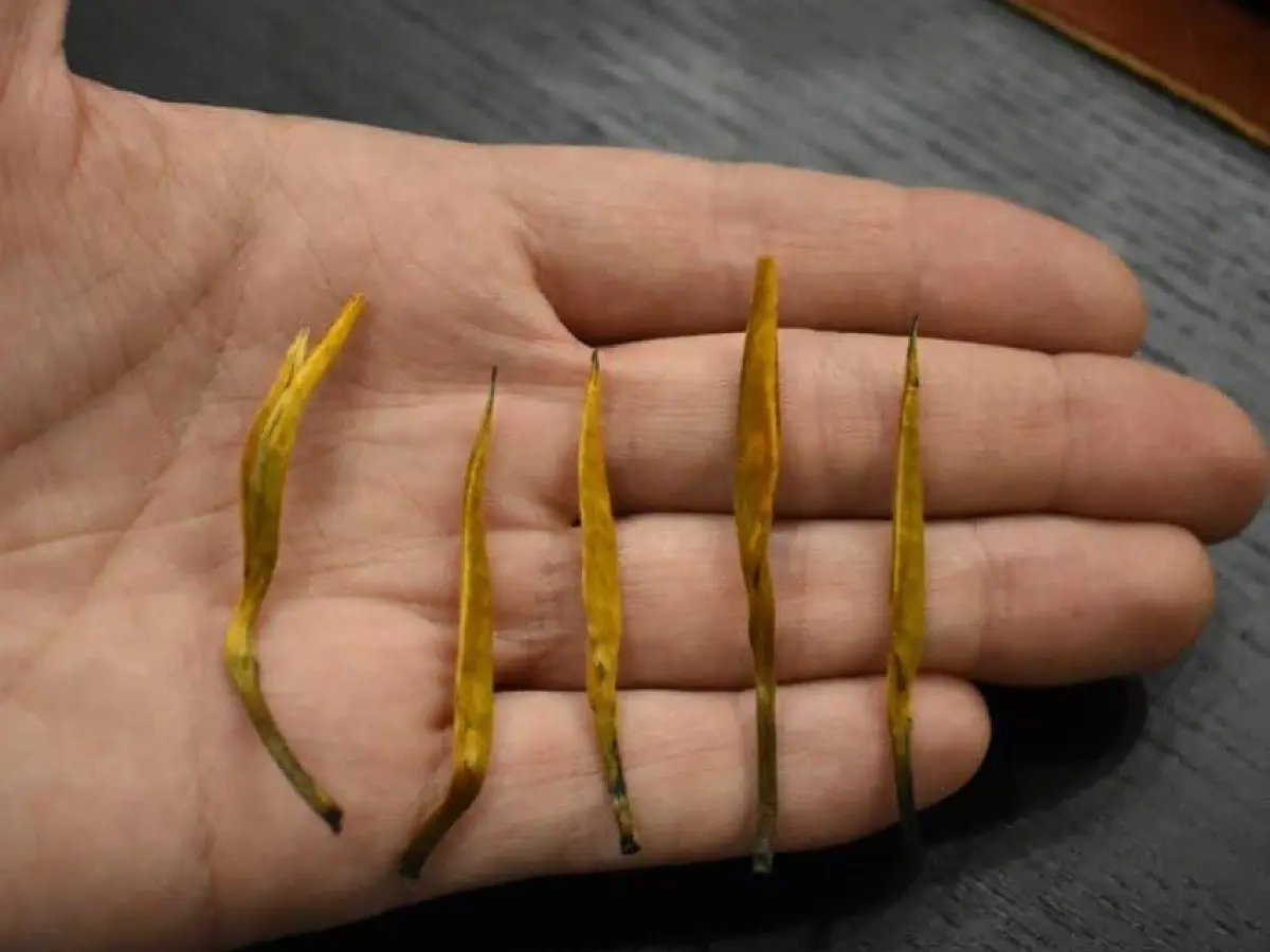 Гу Шу Да Цзинь Чжэнь