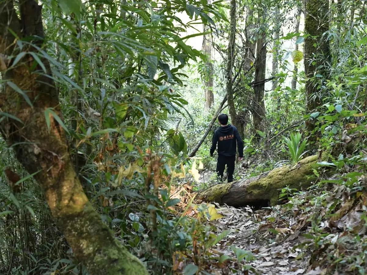 Белый чай «Абстракция», ЧАЁК, 100 грамм, 2021 год