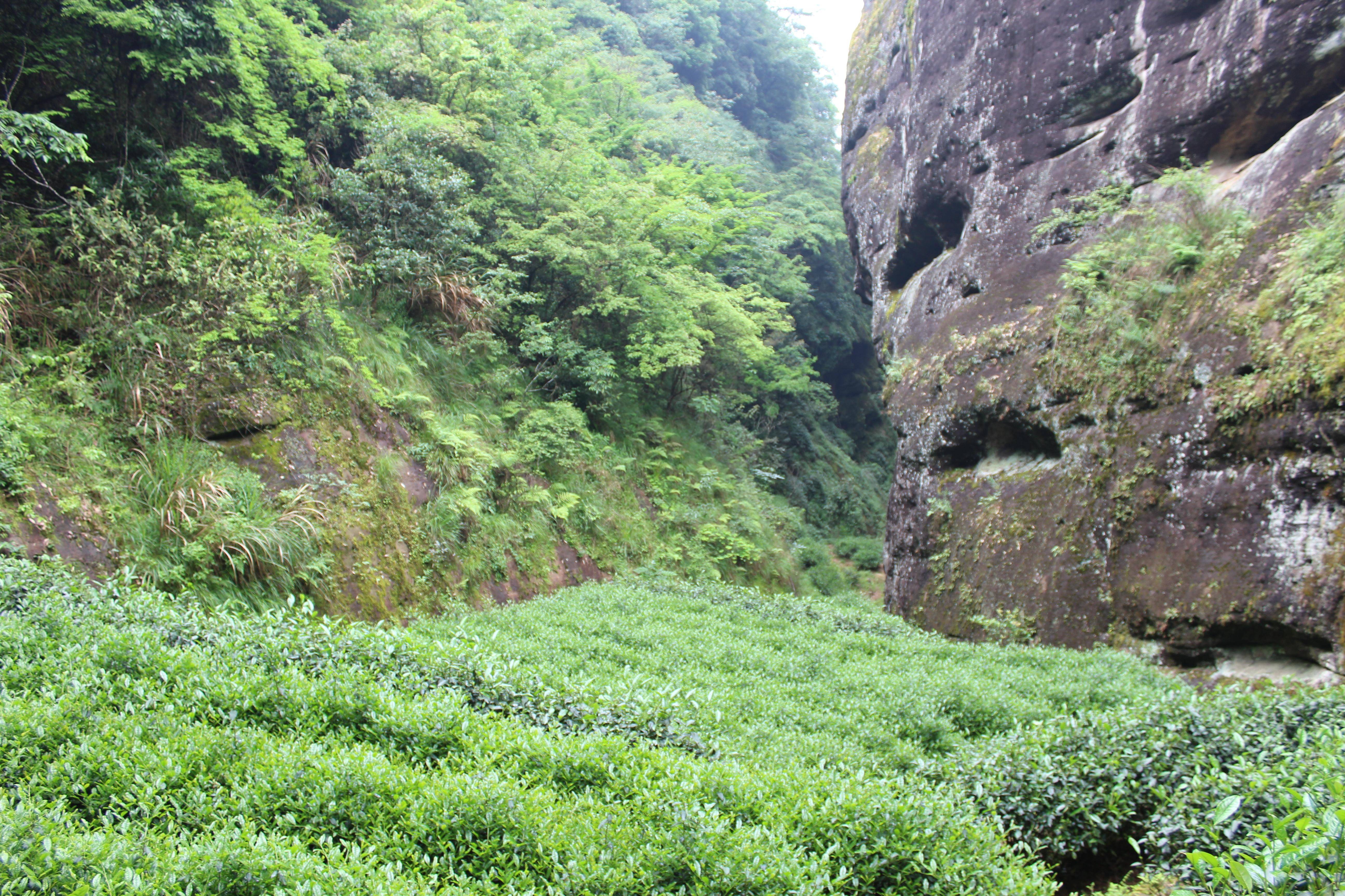 Чжэн Янь Ча (正岩茶) Обратите внимание, что чайные плантации расположены между утесов. Это достаточно маленькие делянки с небольшим количеством кустов.
