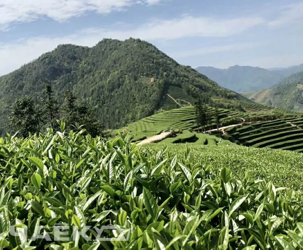 Плантации провинции Чжэцзян. Там выращивают и собирают зелёный чай Лун Цзин. 